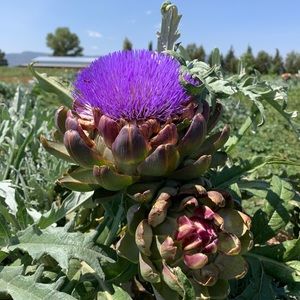 Meet your Posher, Oliver